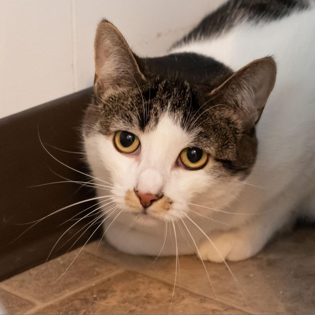 Dottie, an adoptable Domestic Short Hair in McKean, PA, 16426 | Photo Image 5