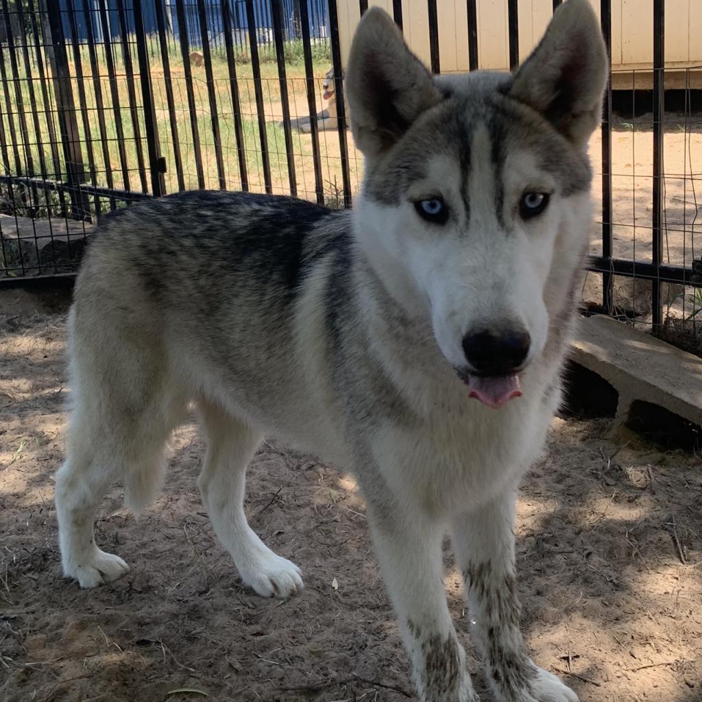 Kristoff, an adoptable Husky in Eufaula, OK, 74432 | Photo Image 1