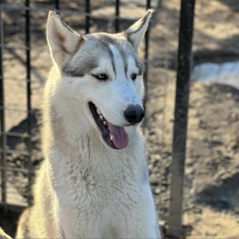Kristoff, an adoptable Husky in Eufaula, OK, 74432 | Photo Image 2