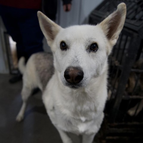 Benny, an adoptable Mixed Breed, Husky in Eufaula, OK, 74432 | Photo Image 1