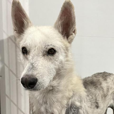 Benny, an adoptable Mixed Breed, Husky in Eufaula, OK, 74432 | Photo Image 2