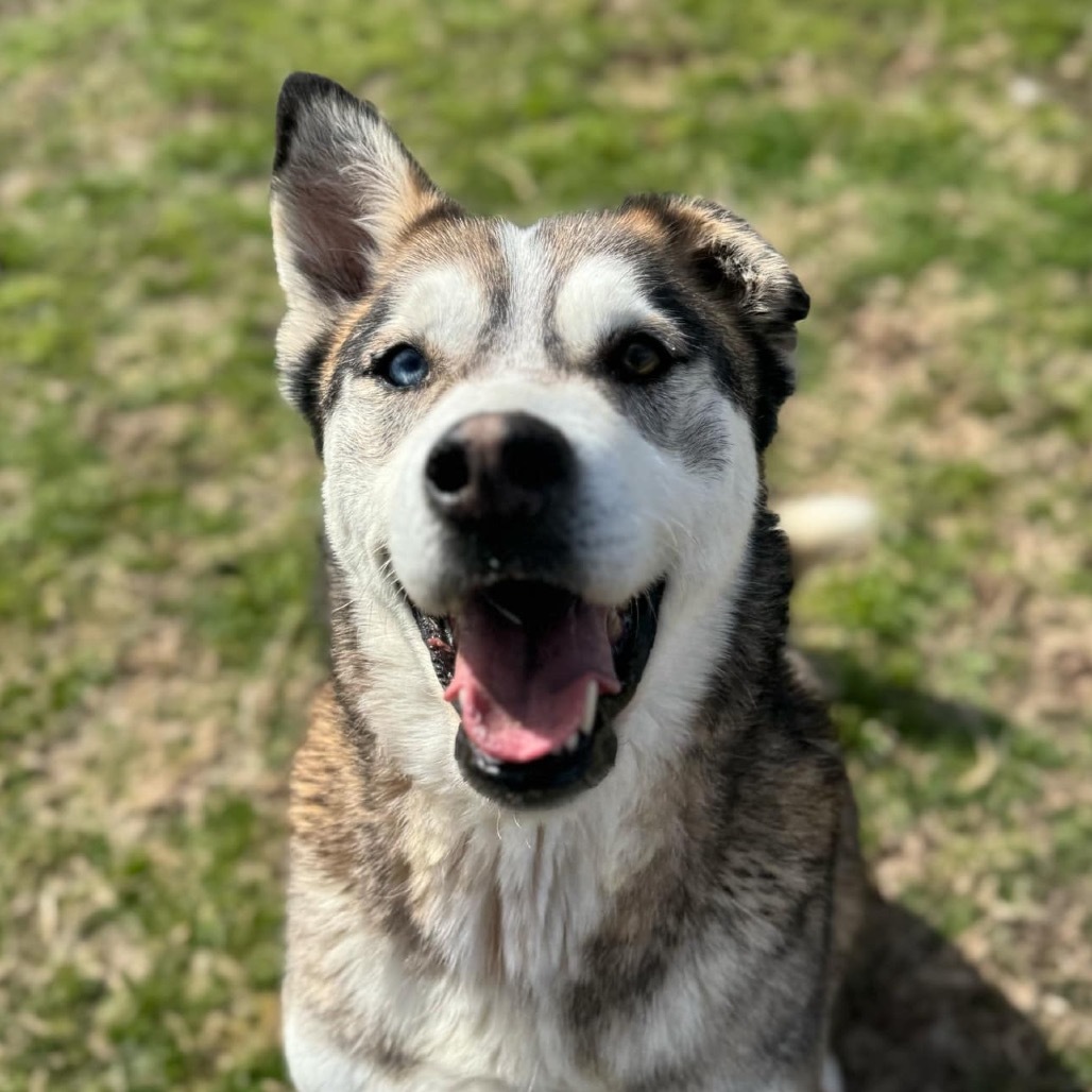 Cody, an adoptable Siberian Husky, Shepherd in Eufaula, OK, 74432 | Photo Image 1