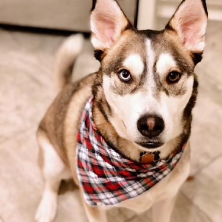 Cody, an adoptable Siberian Husky, Shepherd in Eufaula, OK, 74432 | Photo Image 2