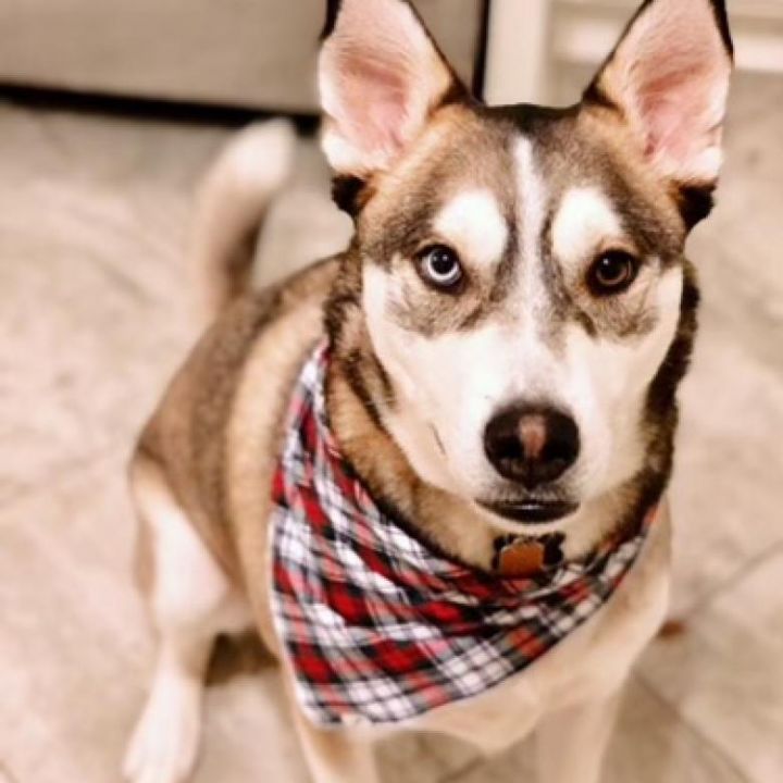 Cody 2