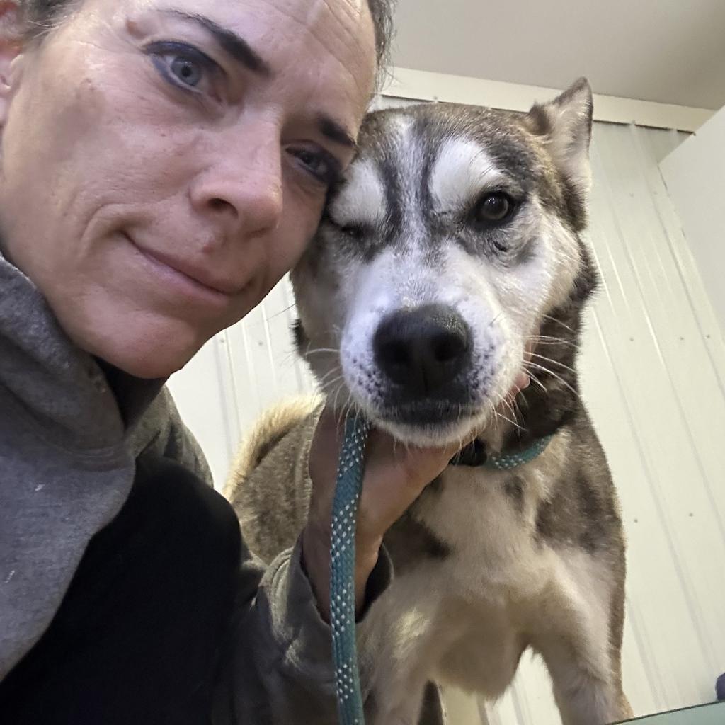 Cody, an adoptable Siberian Husky, Shepherd in Eufaula, OK, 74432 | Photo Image 3