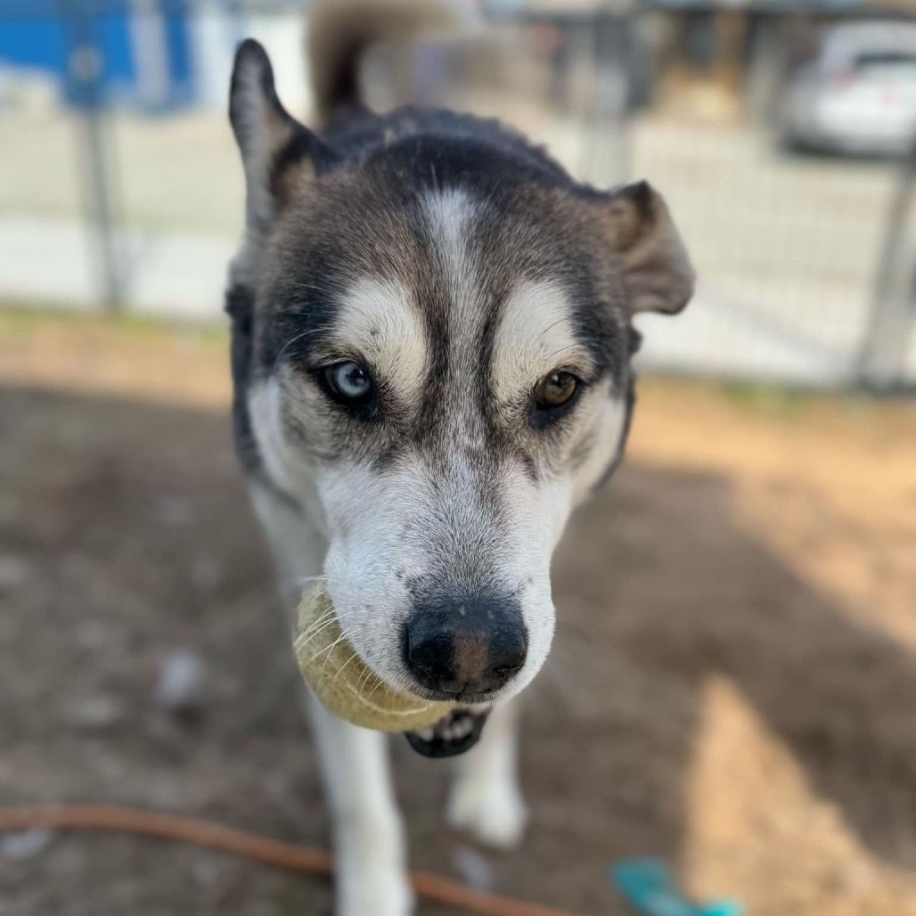 Cody, an adoptable Siberian Husky, Shepherd in Eufaula, OK, 74432 | Photo Image 4