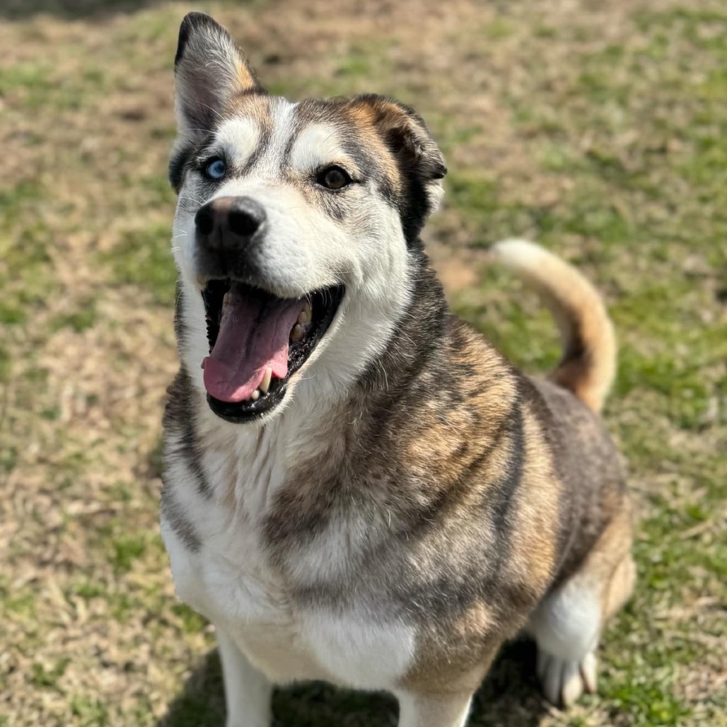 Cody, an adoptable Siberian Husky, Shepherd in Eufaula, OK, 74432 | Photo Image 5