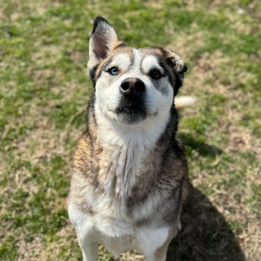 Cody, an adoptable Siberian Husky, Shepherd in Eufaula, OK, 74432 | Photo Image 6
