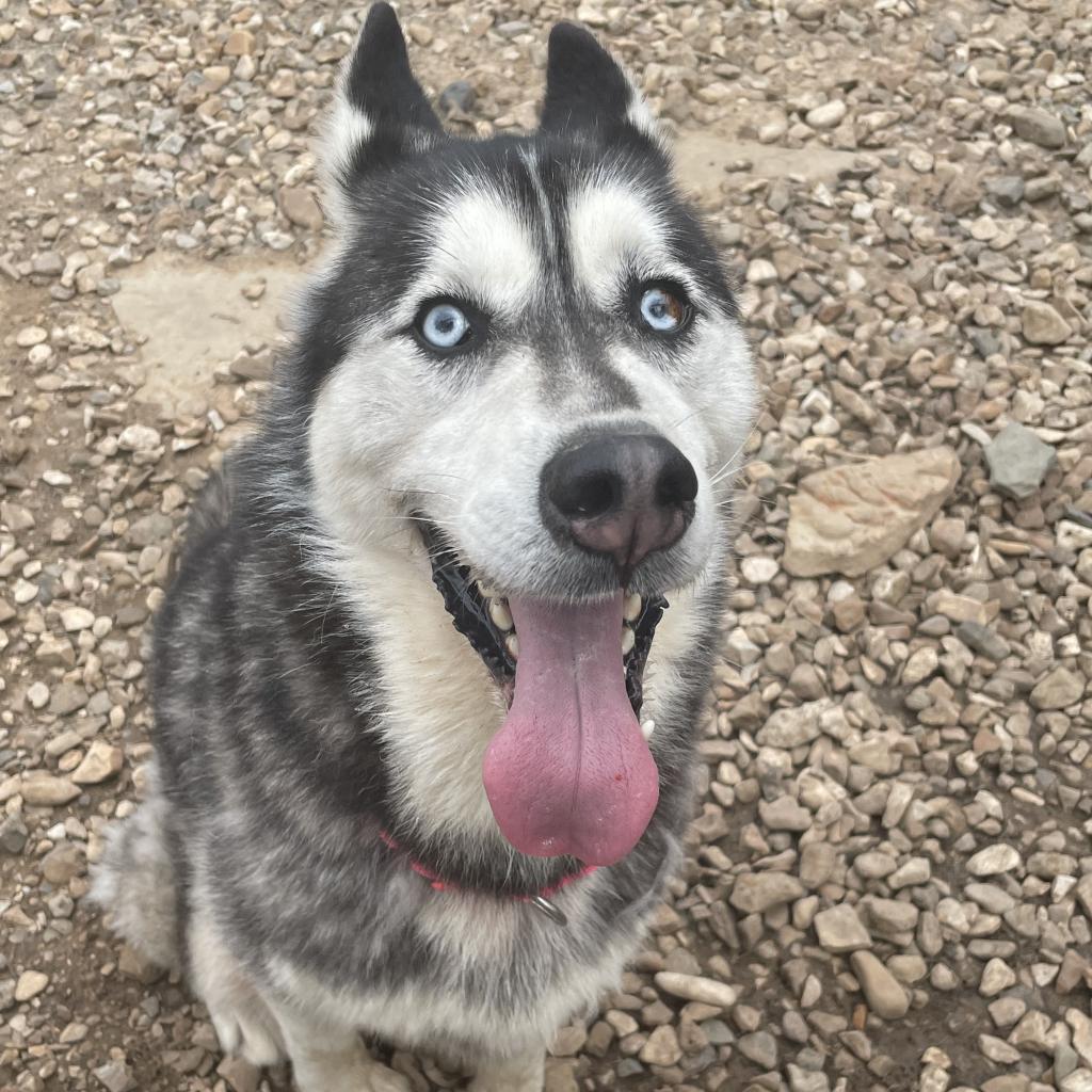 Lucky, an adoptable Siberian Husky in Eufaula, OK, 74432 | Photo Image 1