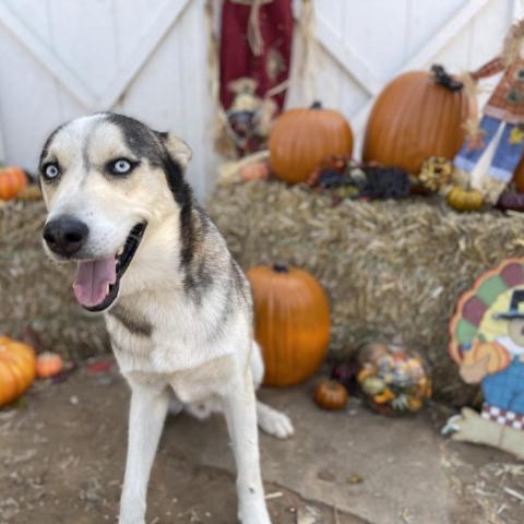 Magnus 3, an adoptable Husky in Eufaula, OK, 74432 | Photo Image 1