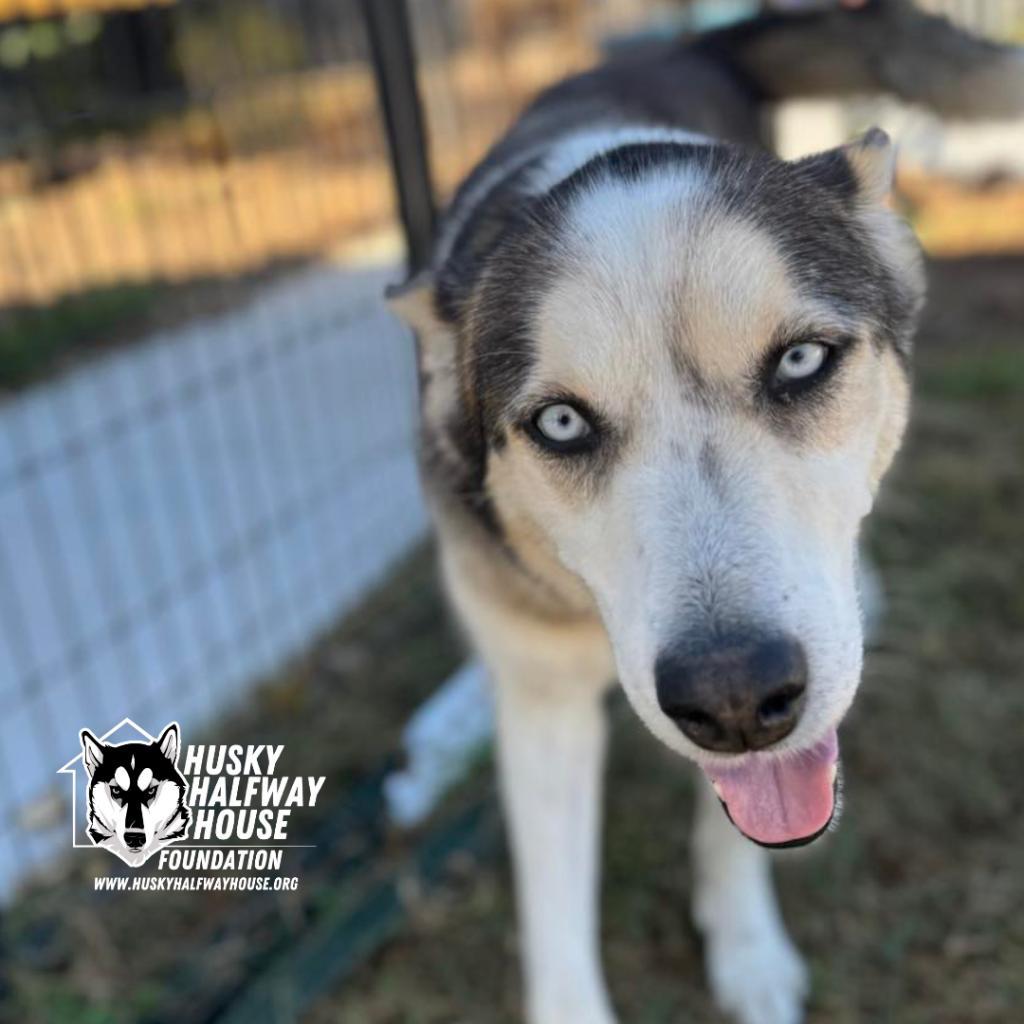 Magnus 3, an adoptable Husky in Eufaula, OK, 74432 | Photo Image 1