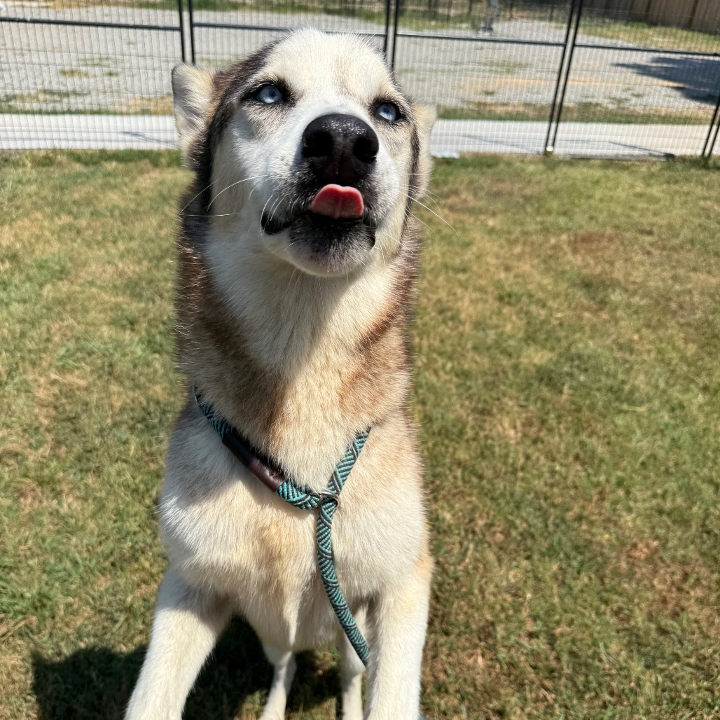 Magnus 3, an adoptable Husky in Eufaula, OK, 74432 | Photo Image 1