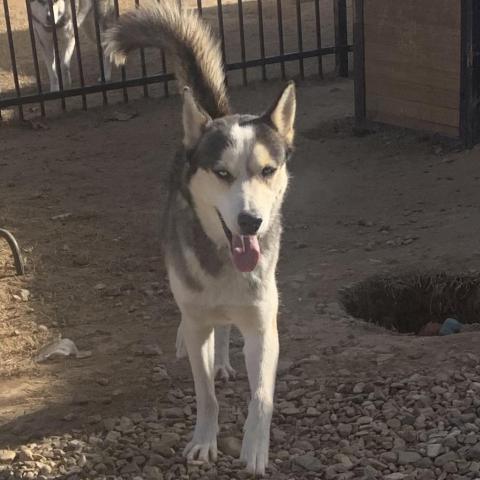 Magnus 3, an adoptable Husky in Eufaula, OK, 74432 | Photo Image 2