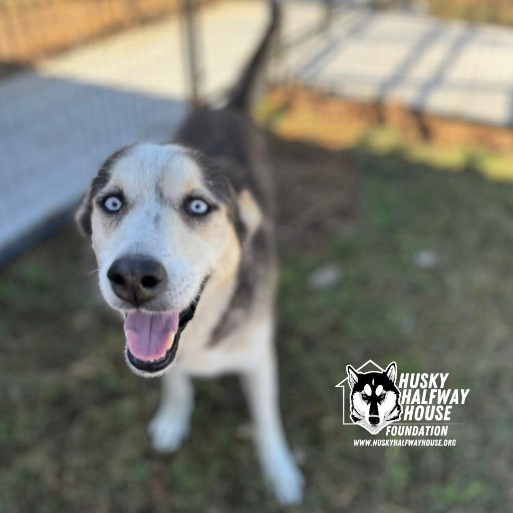 Magnus 3, an adoptable Husky in Eufaula, OK, 74432 | Photo Image 2