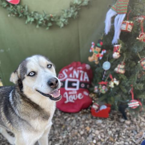 Magnus 3, an adoptable Husky in Eufaula, OK, 74432 | Photo Image 3