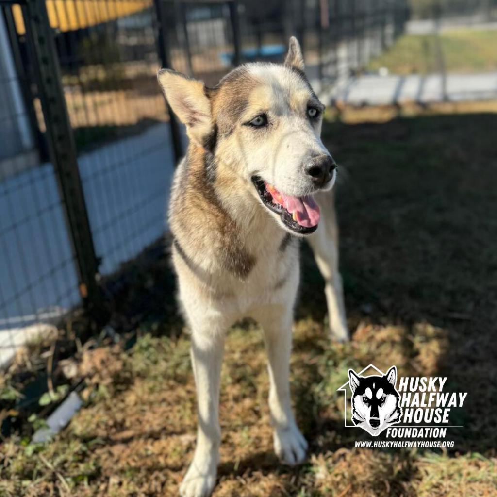 Magnus 3, an adoptable Husky in Eufaula, OK, 74432 | Photo Image 3