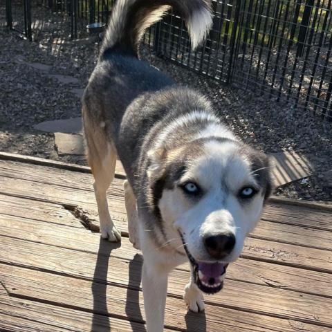 Magnus 3, an adoptable Husky in Eufaula, OK, 74432 | Photo Image 4