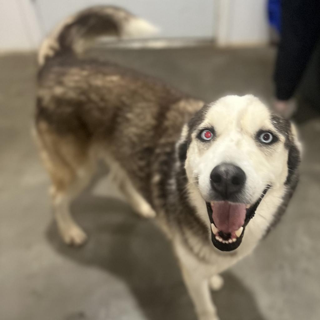 Magnus 3, an adoptable Husky in Eufaula, OK, 74432 | Photo Image 4