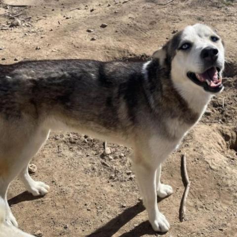 Magnus 3, an adoptable Husky in Eufaula, OK, 74432 | Photo Image 5