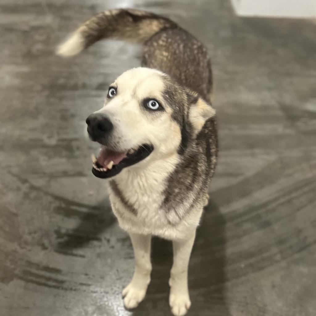 Magnus 3, an adoptable Husky in Eufaula, OK, 74432 | Photo Image 5