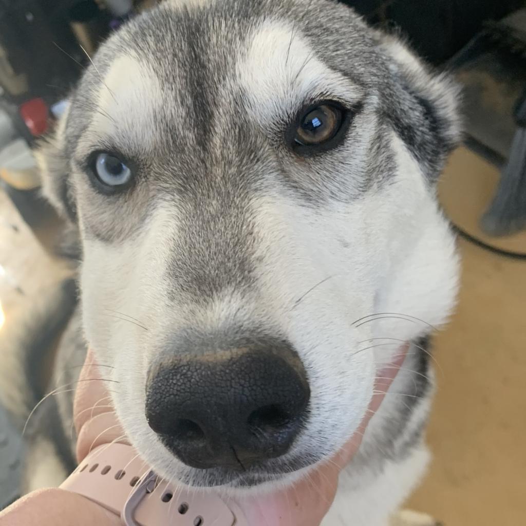 Phoebus, an adoptable Husky in Eufaula, OK, 74432 | Photo Image 1