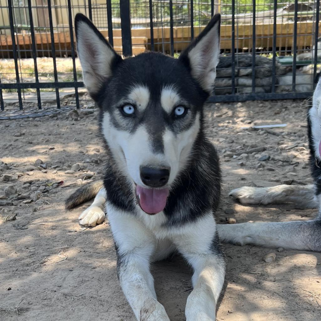 Lil Shrimp, an adoptable Husky in Eufaula, OK, 74432 | Photo Image 1