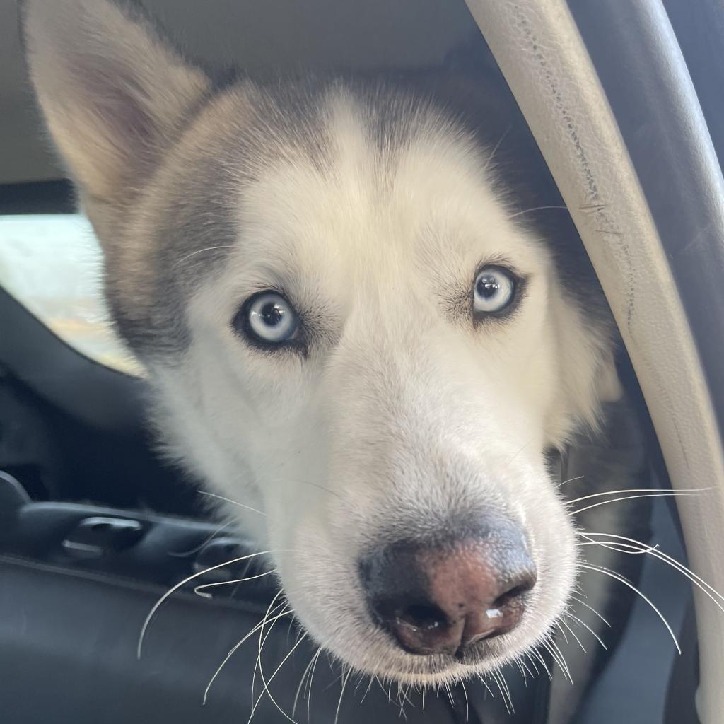 Kash, an adoptable Siberian Husky in Eufaula, OK, 74432 | Photo Image 1