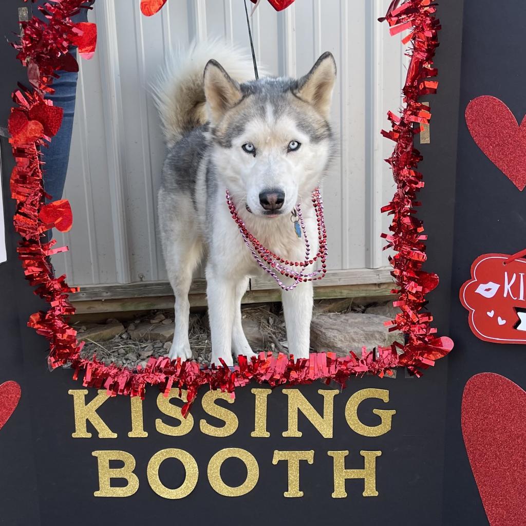 Kash, an adoptable Siberian Husky in Eufaula, OK, 74432 | Photo Image 2