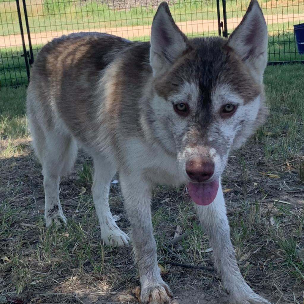 Anastasia, an adoptable Husky in Eufaula, OK, 74432 | Photo Image 1