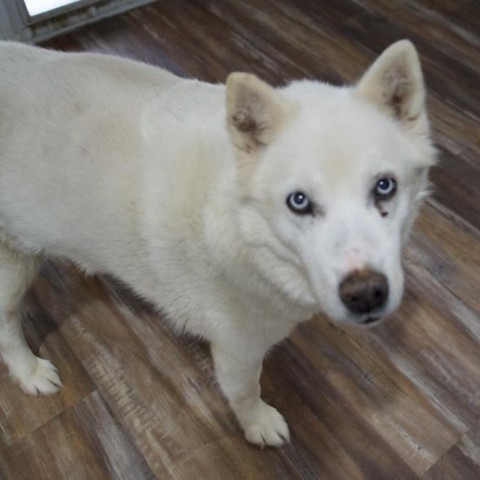 Mishka 2, an adoptable Husky, Shepherd in Eufaula, OK, 74432 | Photo Image 1