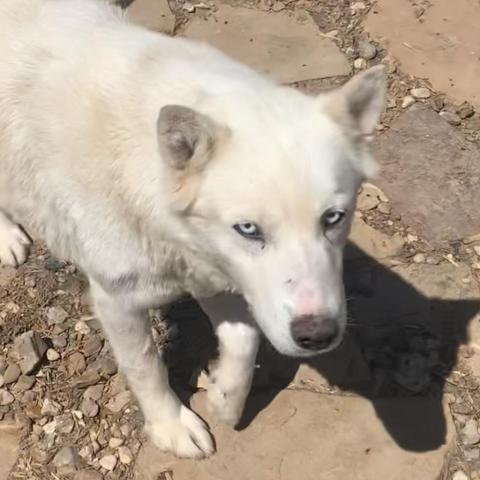 Mishka 2, an adoptable Husky, Shepherd in Eufaula, OK, 74432 | Photo Image 2