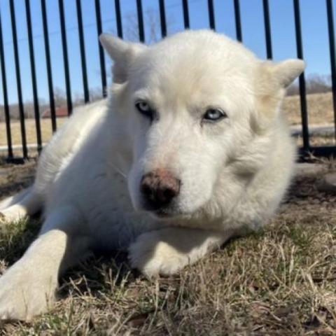 Mishka 2, an adoptable Husky, Shepherd in Eufaula, OK, 74432 | Photo Image 3