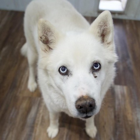 Mishka 2, an adoptable Husky, Shepherd in Eufaula, OK, 74432 | Photo Image 4