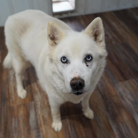 Mishka 2, an adoptable Husky, Shepherd in Eufaula, OK, 74432 | Photo Image 5