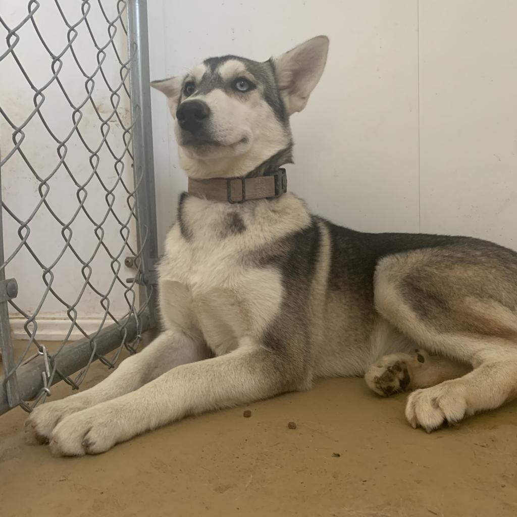 Duchess, an adoptable Husky in Eufaula, OK, 74432 | Photo Image 1