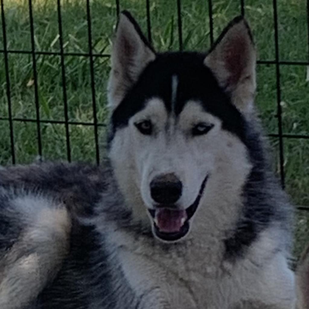 Flotsam, an adoptable Husky in Eufaula, OK, 74432 | Photo Image 1