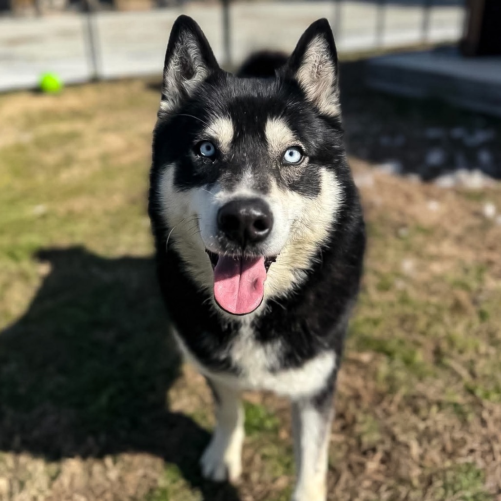 Malik, an adoptable Husky in Eufaula, OK, 74432 | Photo Image 1