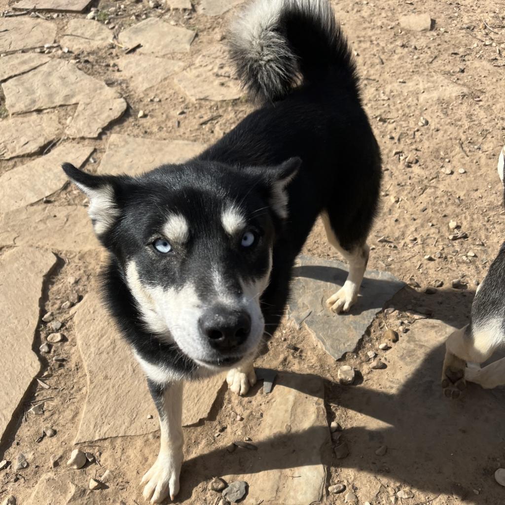 Malik, an adoptable Husky in Eufaula, OK, 74432 | Photo Image 2