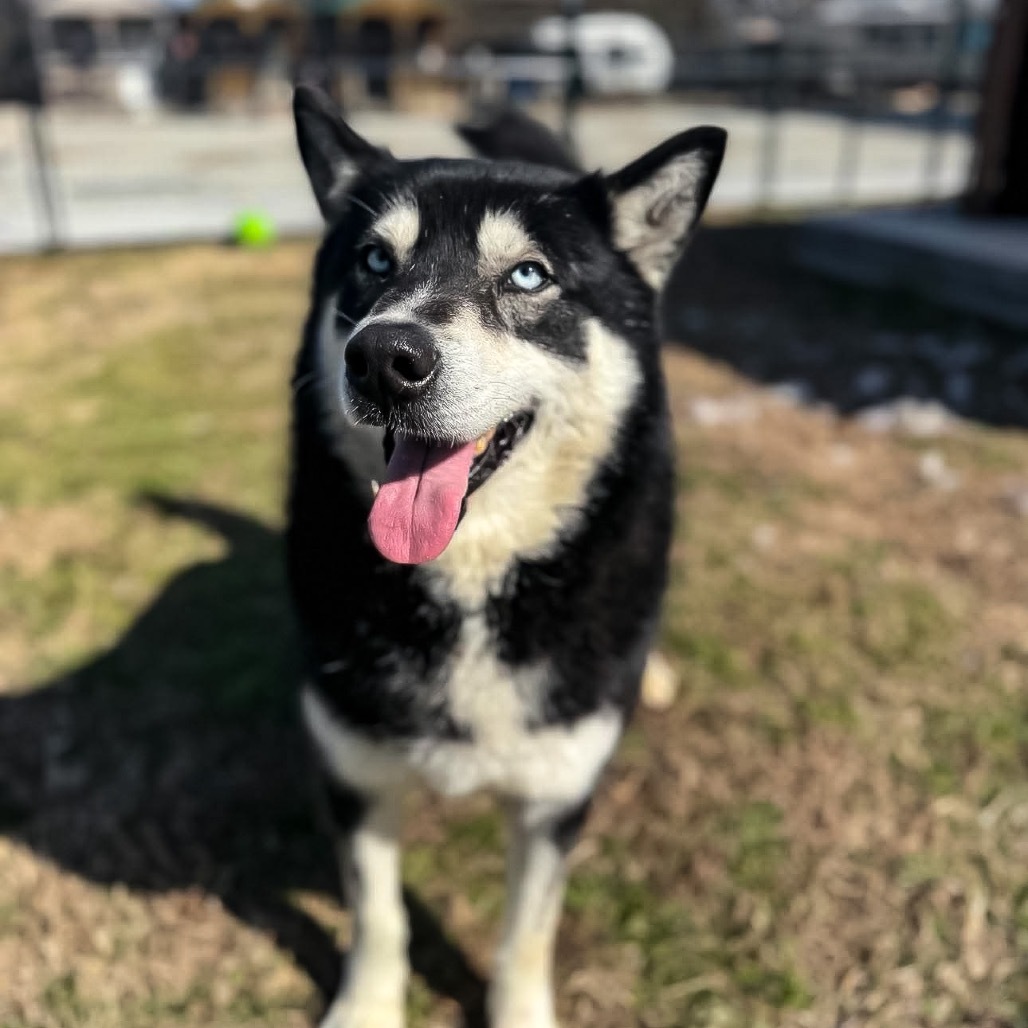 Malik, an adoptable Husky in Eufaula, OK, 74432 | Photo Image 3