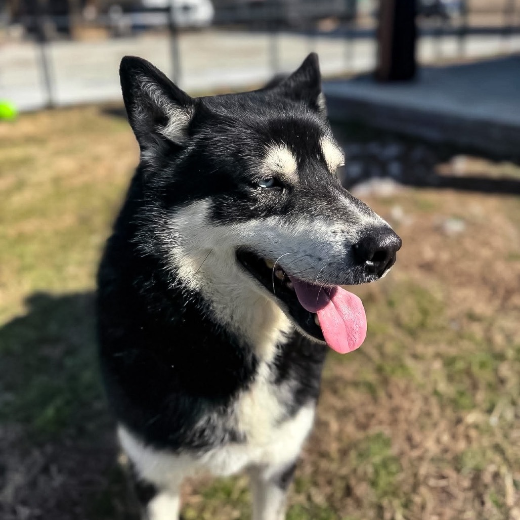 Malik, an adoptable Husky in Eufaula, OK, 74432 | Photo Image 4