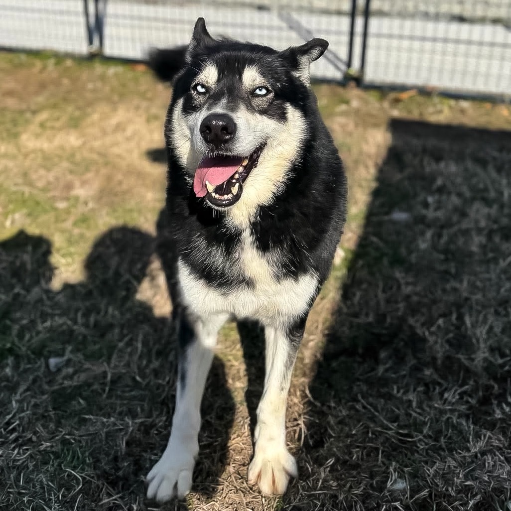 Malik, an adoptable Husky in Eufaula, OK, 74432 | Photo Image 5