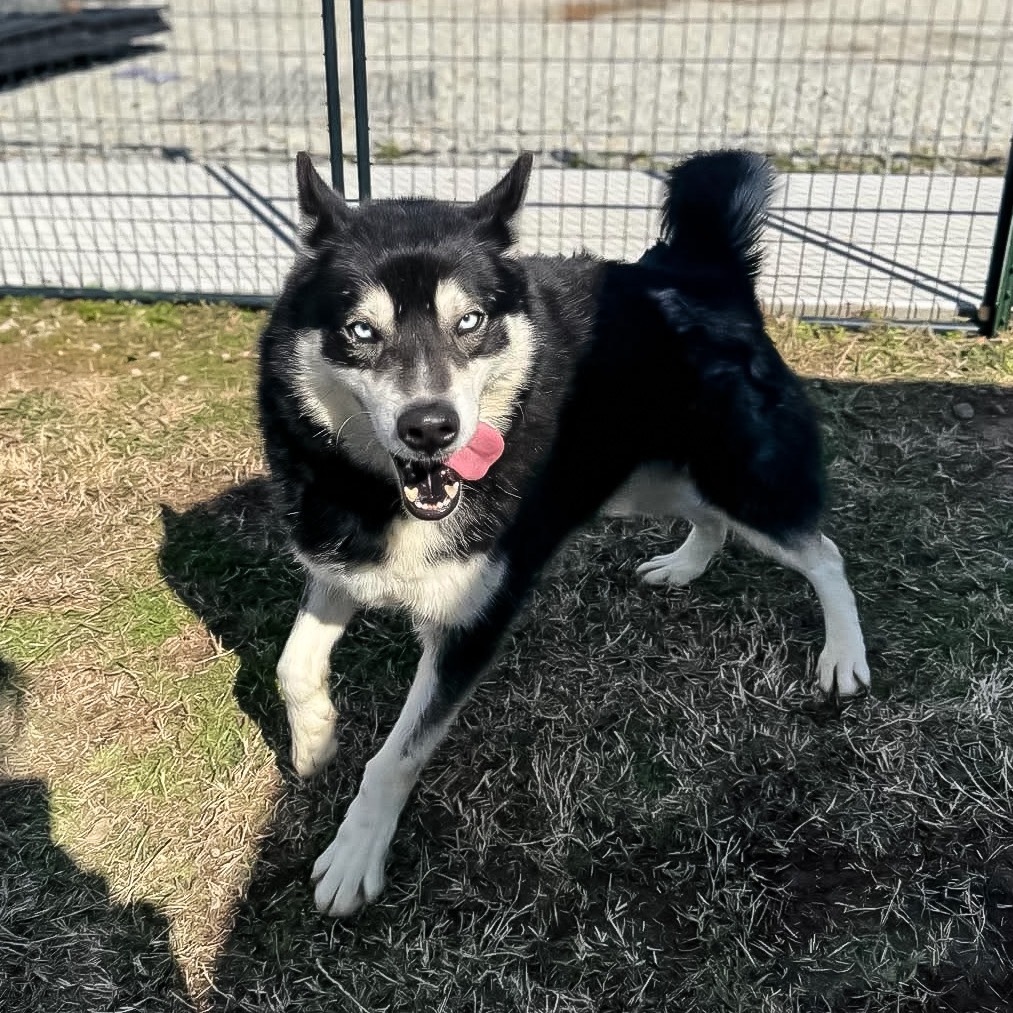 Malik, an adoptable Husky in Eufaula, OK, 74432 | Photo Image 6