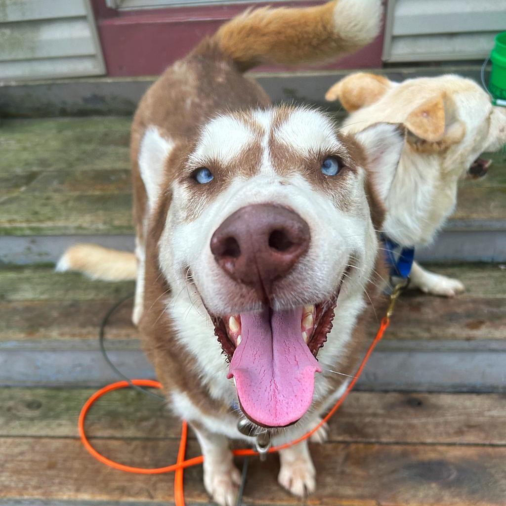 Kavik, an adoptable Siberian Husky in Eufaula, OK, 74432 | Photo Image 1