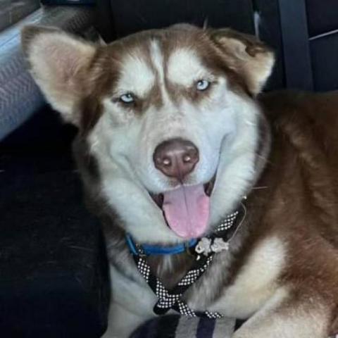 Kavik, an adoptable Siberian Husky in Eufaula, OK, 74432 | Photo Image 2