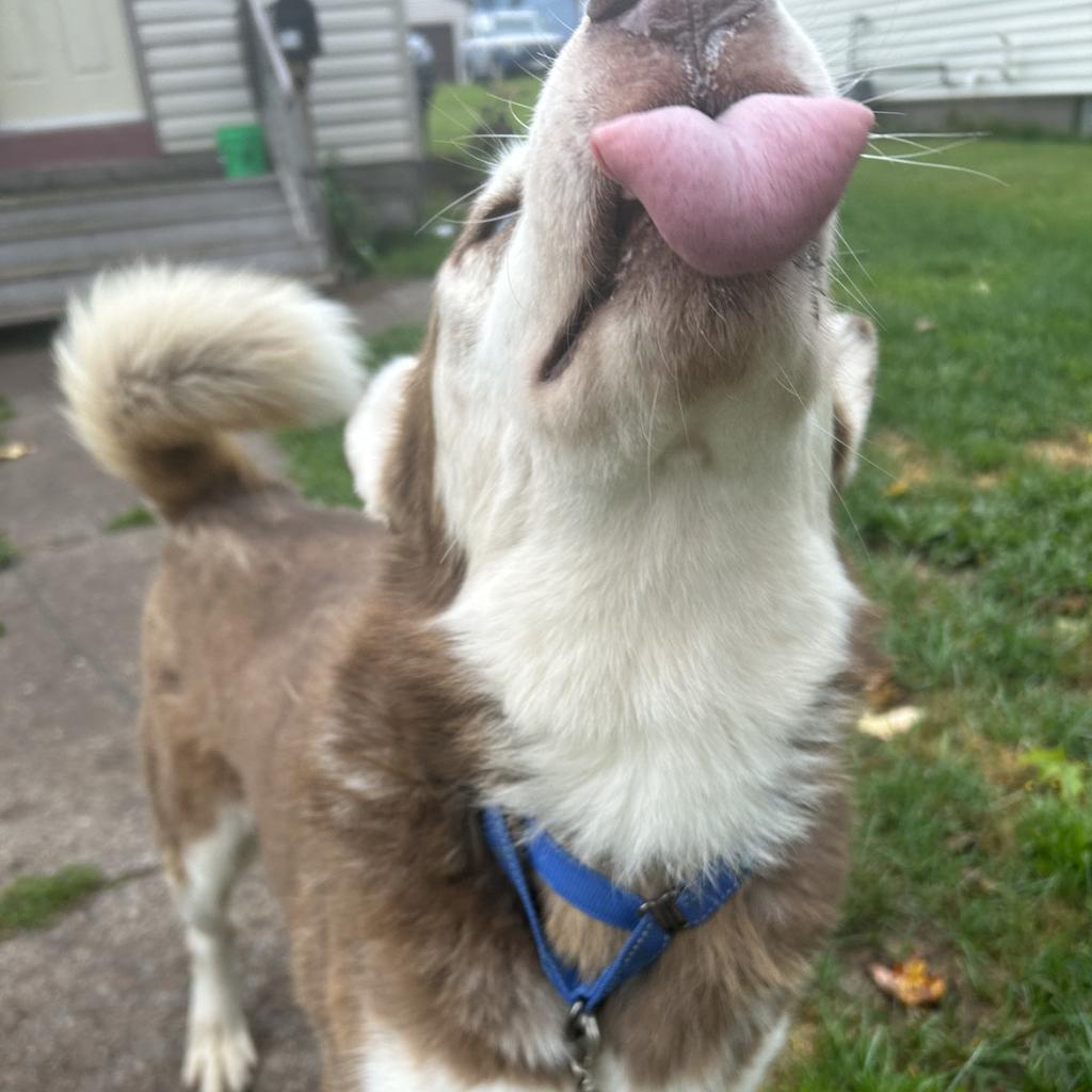 Kavik, an adoptable Siberian Husky in Eufaula, OK, 74432 | Photo Image 2