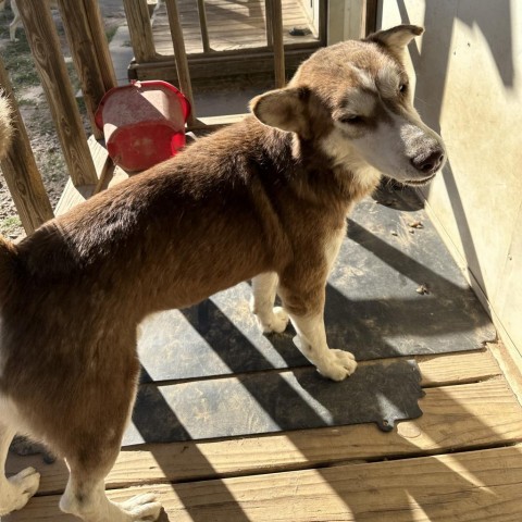 Kavik, an adoptable Siberian Husky in Eufaula, OK, 74432 | Photo Image 3