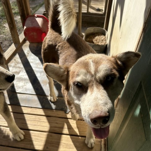 Kavik, an adoptable Siberian Husky in Eufaula, OK, 74432 | Photo Image 3