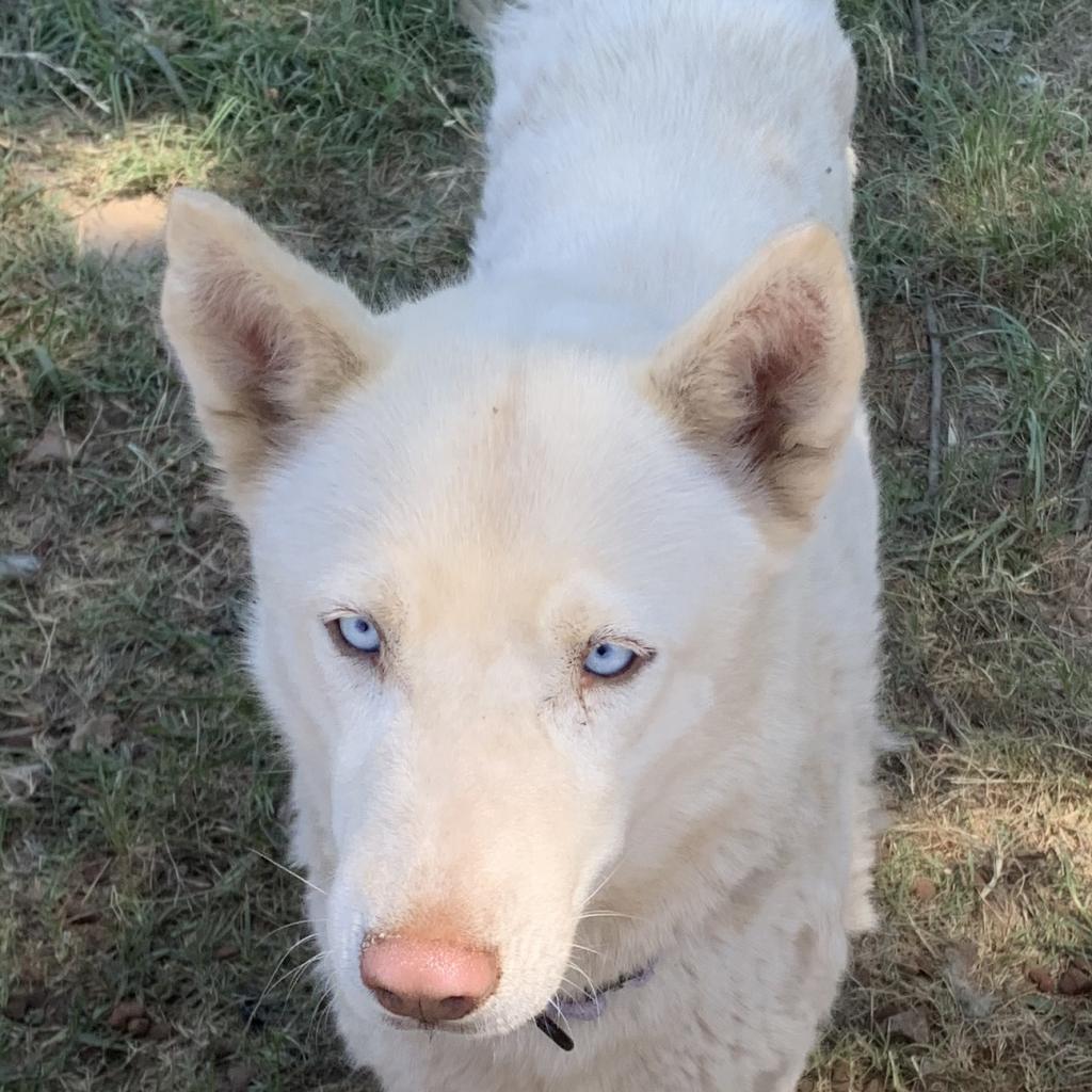 Marie, an adoptable Husky in Eufaula, OK, 74432 | Photo Image 1