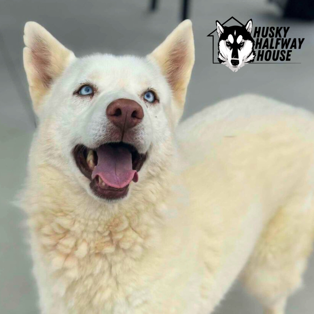 Marie, an adoptable Husky in Eufaula, OK, 74432 | Photo Image 1