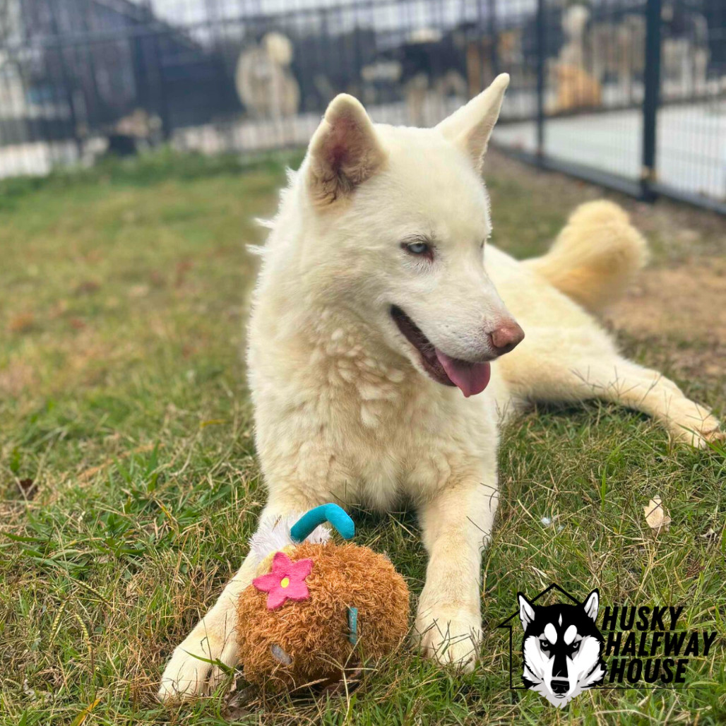 Marie, an adoptable Husky in Eufaula, OK, 74432 | Photo Image 3